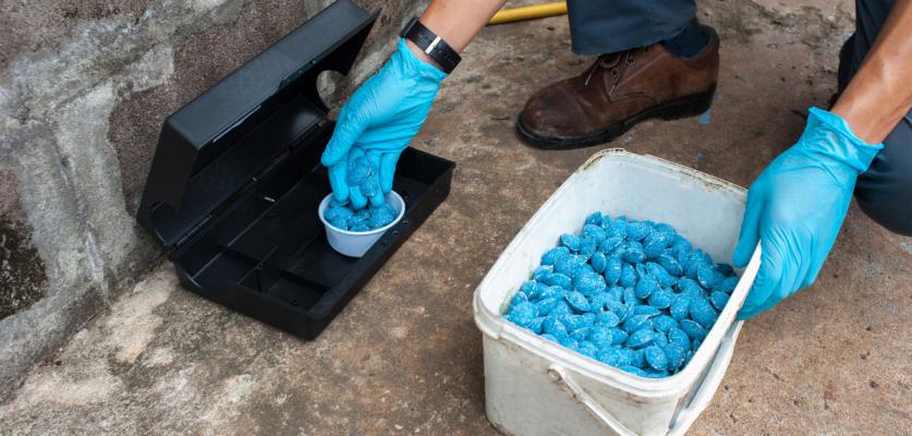 RODENT (KEMİRGEN) MÜCADELESİ 